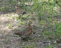 Ptarmigan